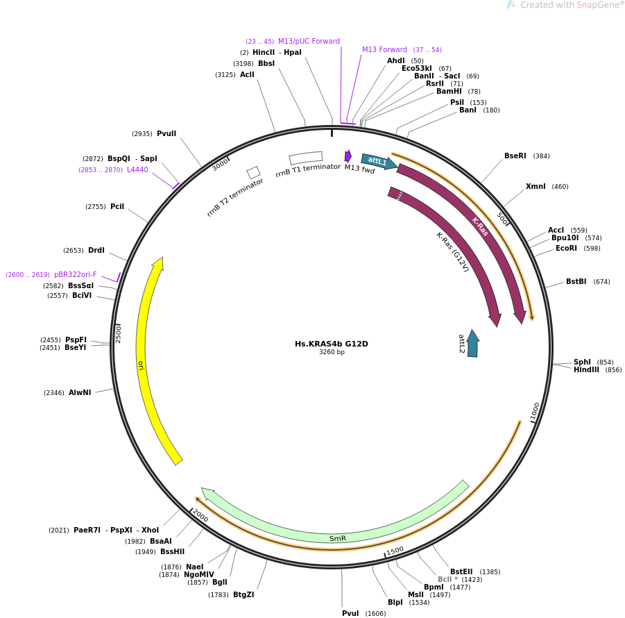 Hs.KRAS4b G12D质粒图谱